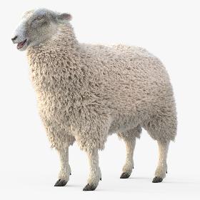 3D model Sheep Adult